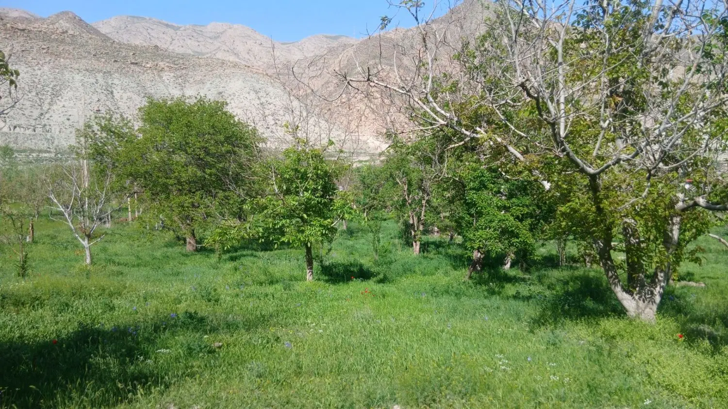 عکس 1 ملک 1009