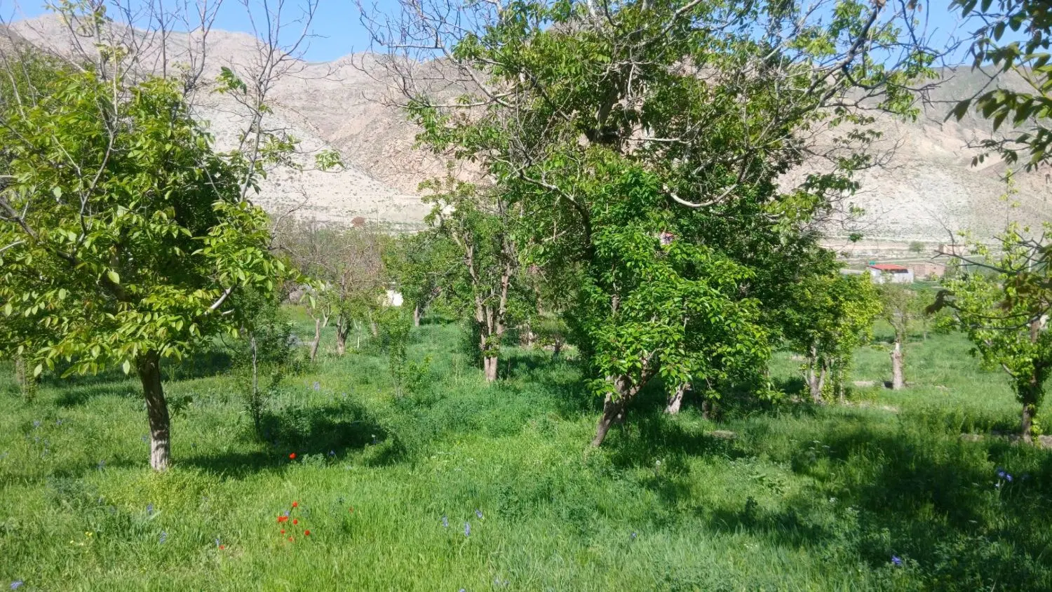 عکس 3 ملک 1009