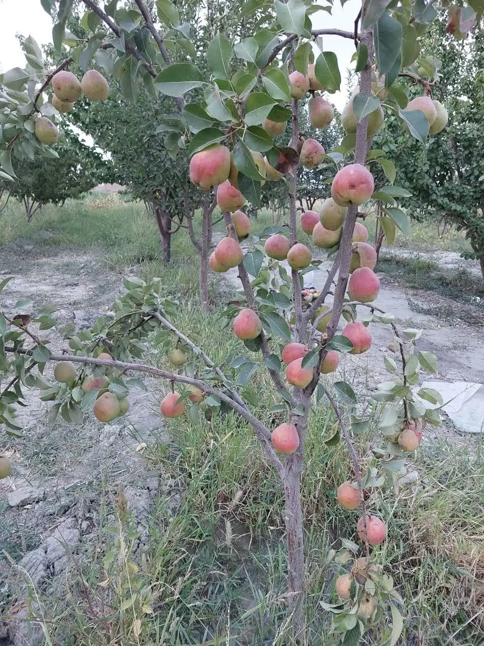 ویلایی تربیت (صدف)