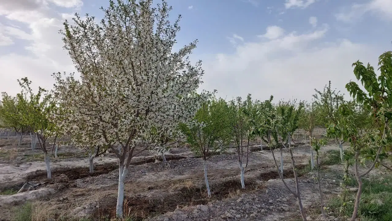 عکس 3